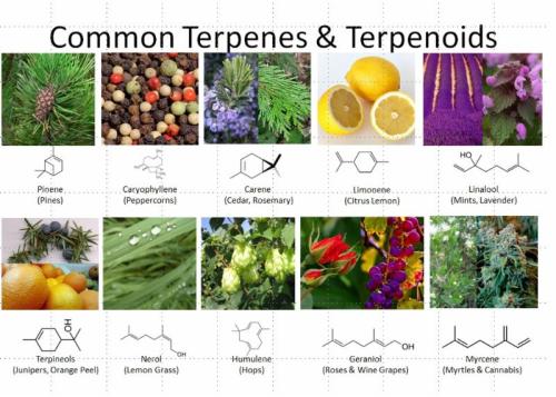 common terpenes and terpenoids